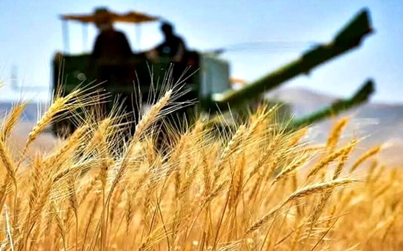 گندم مورد نیاز امسال از داخل تامین می‌شود