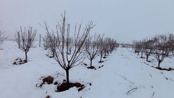 مناظر زیبای باغات روستای بوژمهران پس از بارش برف بهاری ۲۰ سانتیمتری 