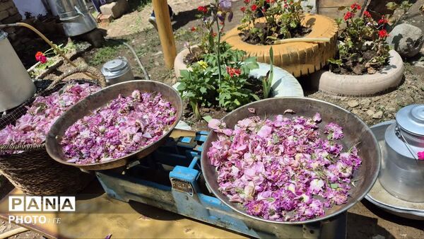  اولین جشنواره محصولات خانگی روستای سپیداران  ساوجبلاغ 