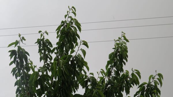 غافلگیری شهر بن از طرف آسمان