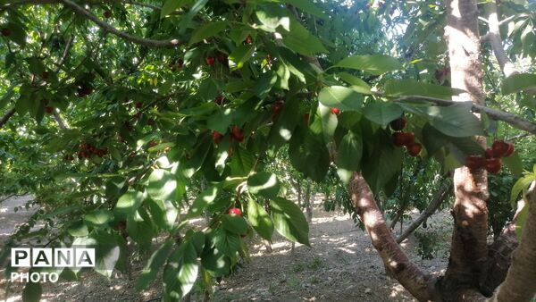 برداشت گیلاس از باغات و تصاویر زیبا از طبیعت سرسبز شهربار 