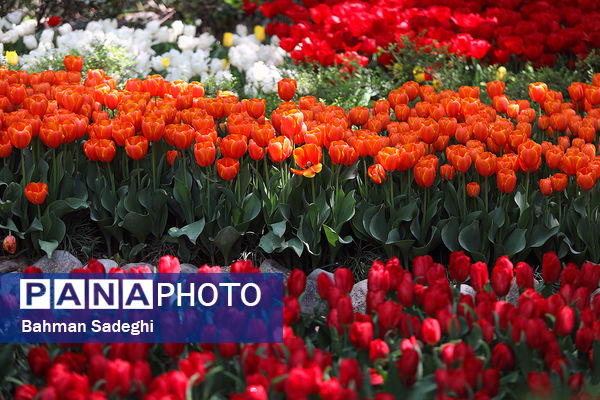 فصل لاله‌ها در بوستان باغ ایرانی