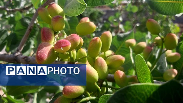 میوه‌های رنگارنگ در لردگان 