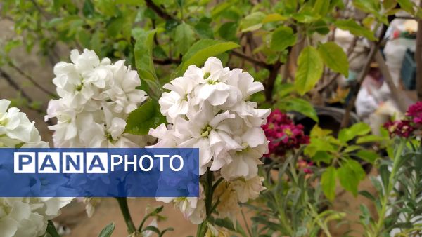 باران بهاری؛ ملودی زندگی در بستر طبیعت