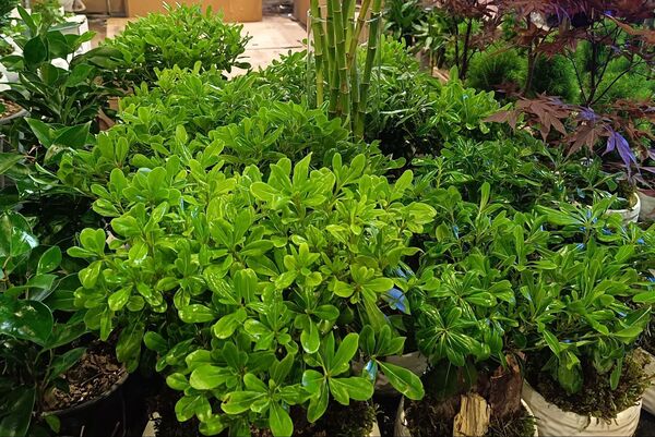 یازدهمین نمایشگاه گل و گیاه، صنایع دستی و سوغات اقوام ایرانی در اصفهان