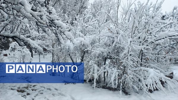 بارش برف در ارتفاعات شاندیز