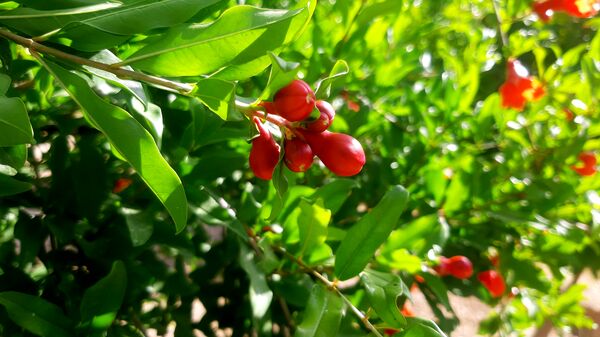 میوه‌های رنگارنگ در لردگان 