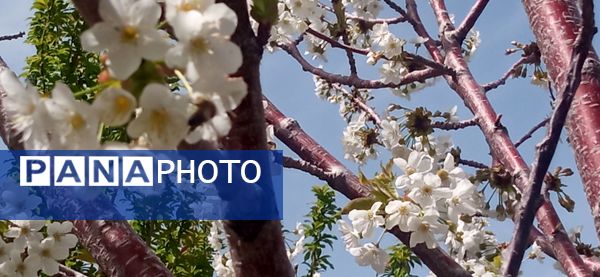 طبیعت بی نظیر روستا سربالا بهترین گزینه برای طبیعتگردی در فصل بهار