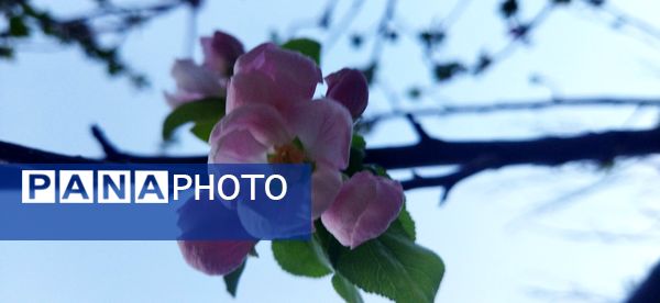 شکوفه‌های بهاری در شهرستان سملقان