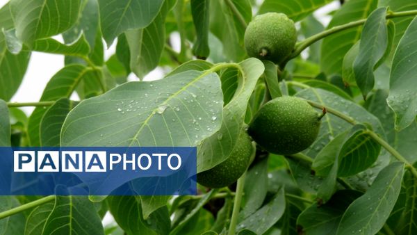 غافلگیری شهر بن از طرف آسمان