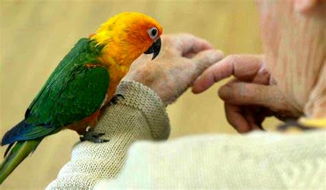 زنی که بعد از گم شدن پرنده‌اش دچار آسیب روانی شد