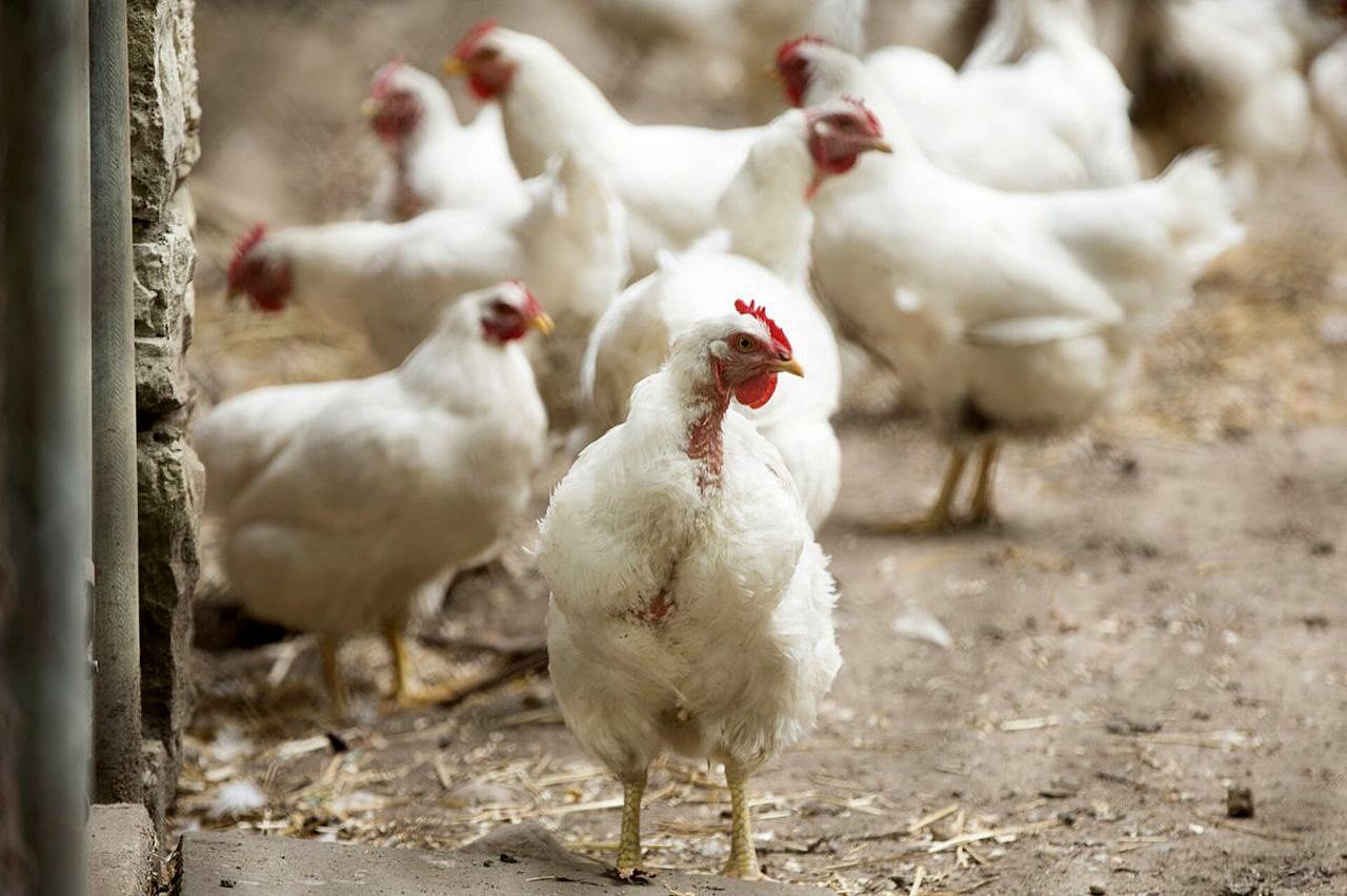 افزایش ۷ درصدی عرضه گوشت مرغ در مهر ماه