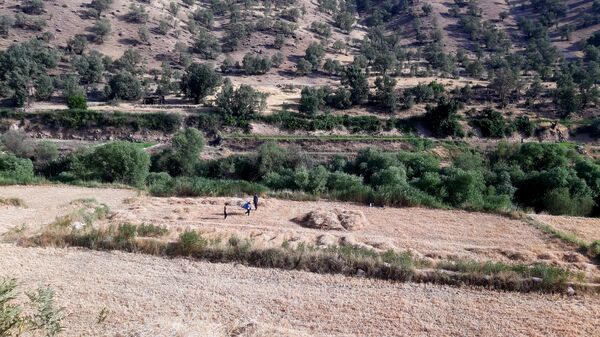 برداشت گندم در روستای بیدله