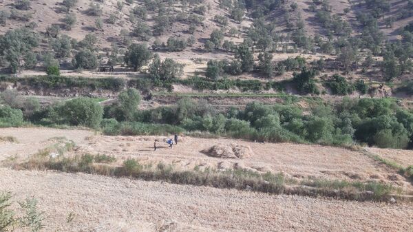 برداشت گندم در روستای بیدله