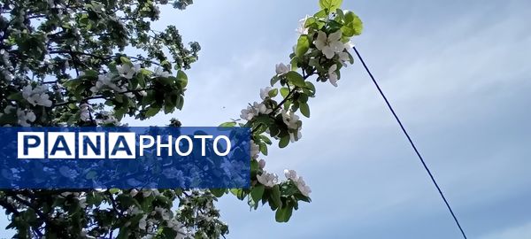 شکوفه‌های بهاری در شهرستان سملقان