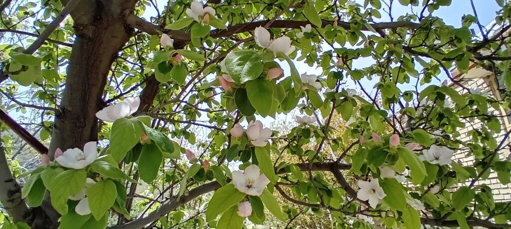 شکوفه‌های بهاری در شهرستان سملقان