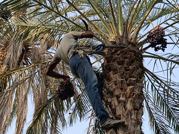 برداشت خرما در شهر رویدر 