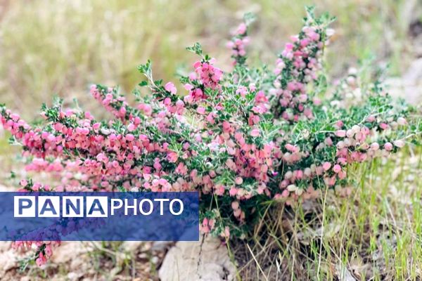 جلوه‌های بهاری طبیعت یاسوج