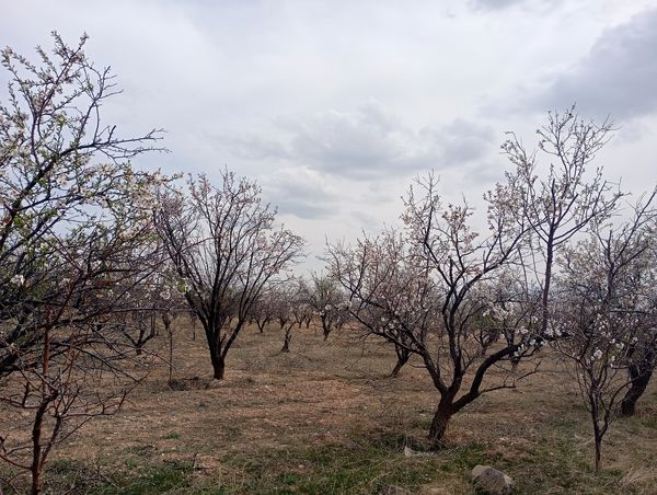  شکوفه های بهاری در روستای گزکوه