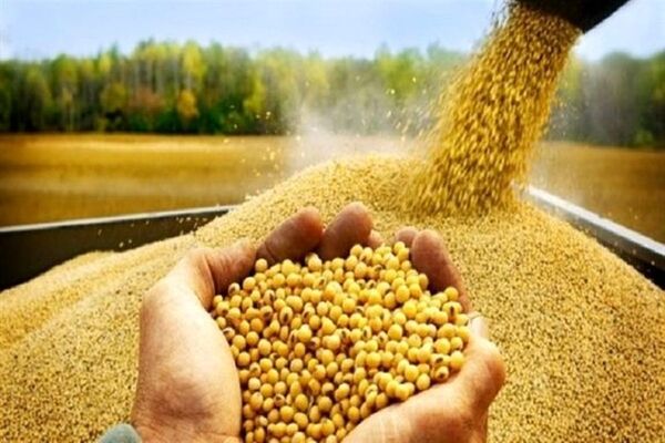 سهمیه فروردین نهاده دامی گاوداری‌های شیرده شارژ شد