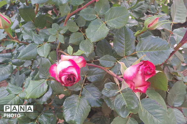 گل‌های زیبای بهاری