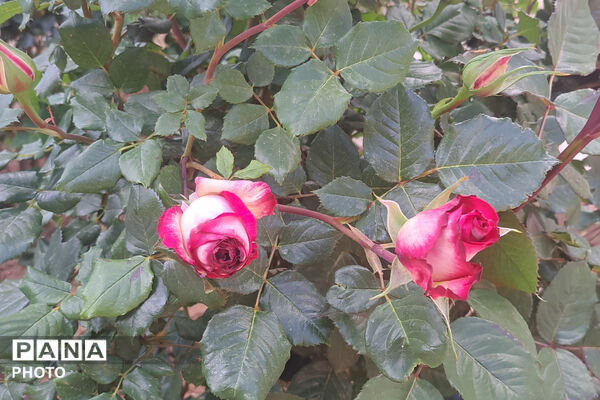 گل‌های زیبای بهاری
