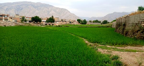 برنج‌کاری در لردگان؛ نماد زندگی و فرهنگ محلی