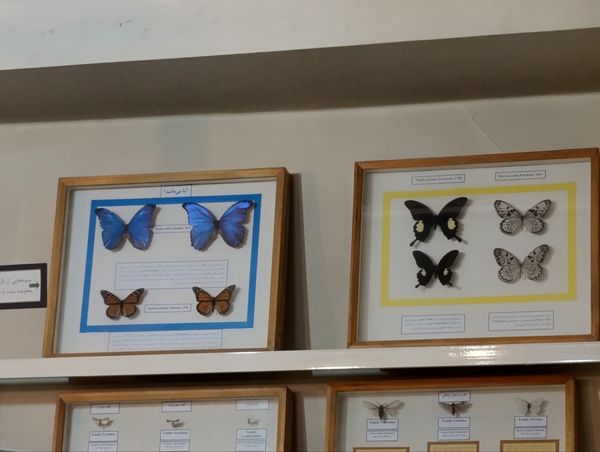 بازدید گروهی محور کشاورزی ، دامپروری ، شیلات از موسسه تحقیقات گیاه پزشکی کشور