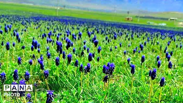 قلعه‌تک در اردیبهشت؛ جادوی باران و شکوفه
