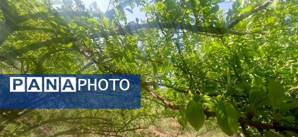 آغاز فصل چیدن؛ باغ‌های جلگه رخ میزبان میوه‌های تابستانی 