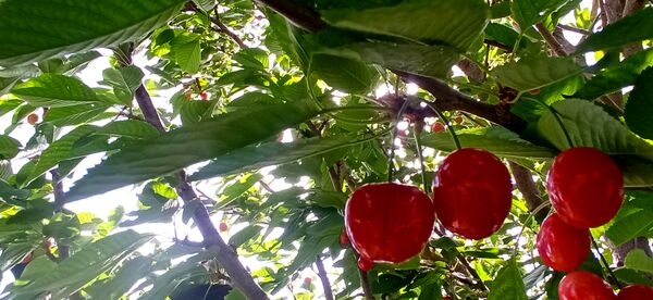 آغاز فصل چیدن؛ باغ‌های جلگه رخ میزبان میوه‌های تابستانی 