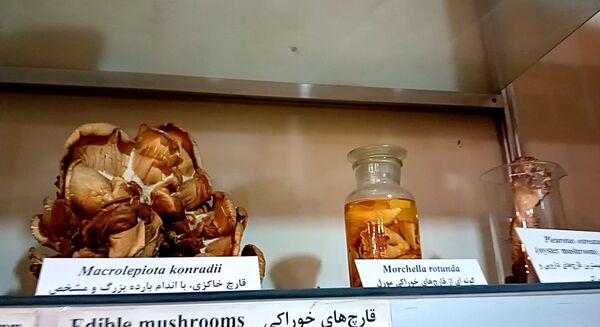 بازدید  خبرنگاران مسئله محور از موسسه گیاه پزشکی تهران
