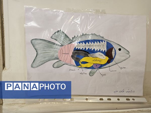 برپایی نمایشگاه علمی- پژوهشی و فرهنگی-هنری توسط دانش آموزان رشته علوم تجربی 