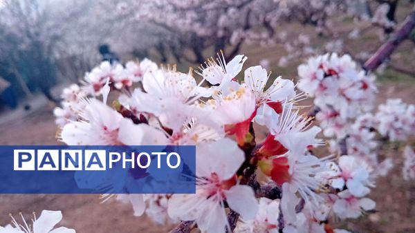 شکوفه‌ها در فصل بهار