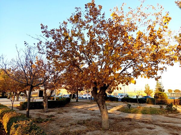 طبیعت زیبای کاشمر در پاییز