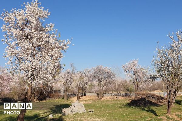 زمستان شکوفه پوش در خفر 