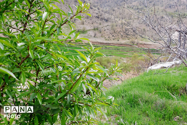 طبیعت روستای بیدله به هنگام بهار