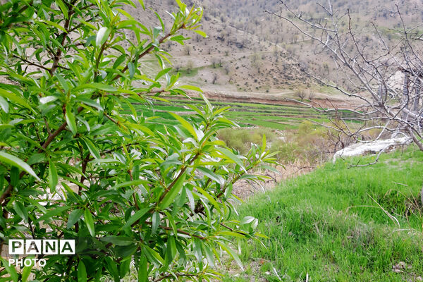طبیعت روستای بیدله به هنگام بهار