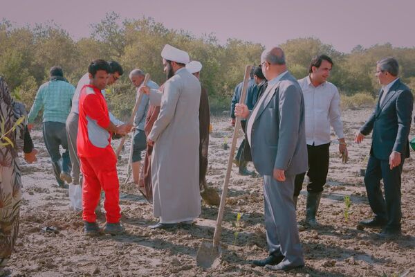۲۵۰۰‌ اصله‌ نهال‌حرا‌ در‌ بندرخمیر‌ کاشته‌ شد