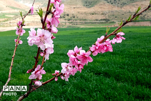 شکوفه‌های بهاری استان خراسان شمالی 