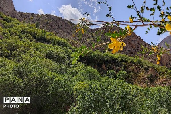 کوه های شهر بار ذخیره‌گاه گیاهان ارزشمند و کم نظیر دارویی 