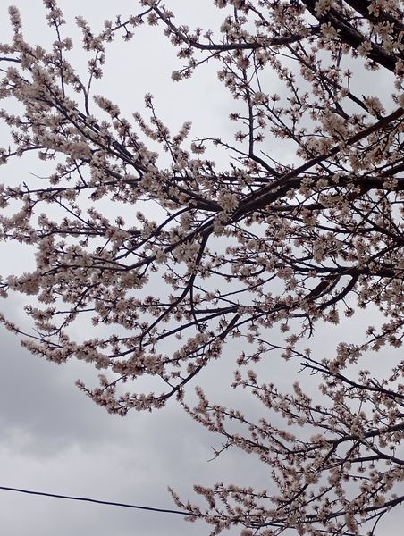  شکوفه های بهاری در روستای گزکوه