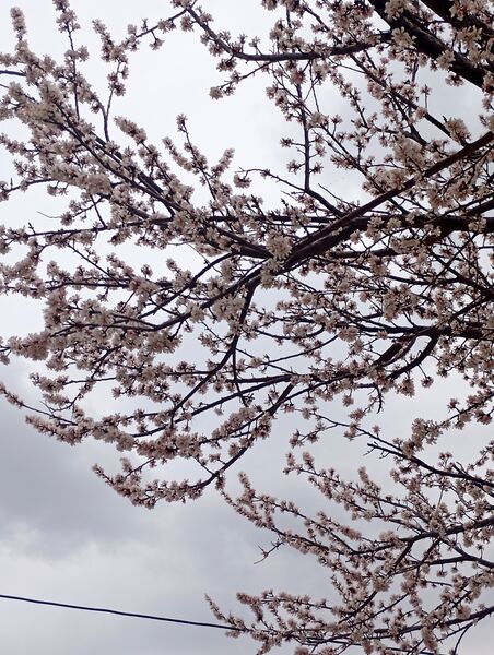  شکوفه های بهاری در روستای گزکوه