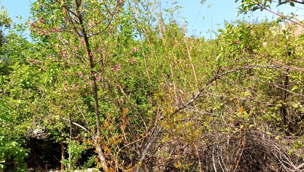 طبیعت روستای بارز، طبیعتی زیبا در دل استان چهارمحال‌وبختیاری 