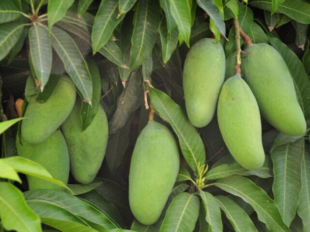 به بار نشستن درختان انبه در بهشتِ میناب