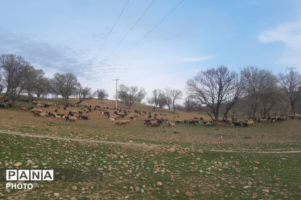 طبیعت دِراز‌رود؛ زیباترین تابلوی سبز لردگان