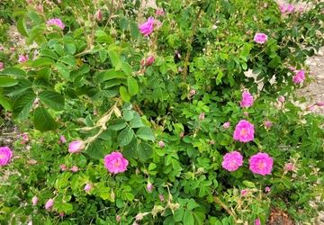 گزارش خبرنگار پانا از مزرعه گل محمدی زیبا شهر کلاته رودبار