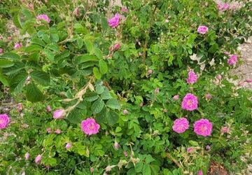 گزارش خبرنگار پانا از مزرعه گل محمدی زیبا شهر کلاته رودبار