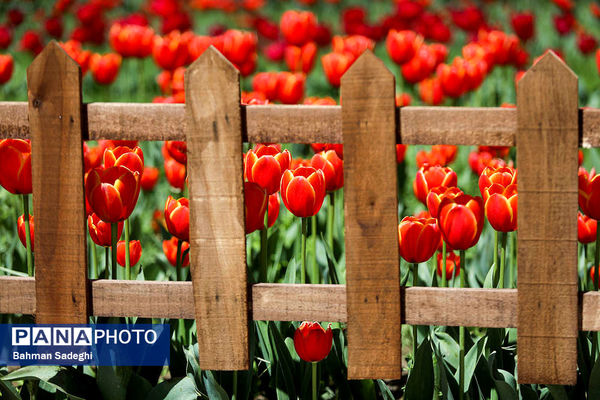 جشنواره لاله ها در کرج
