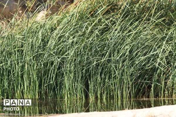 لاسرخ مهریز؛ مقصدی کوهستانی برای طبیعت‌گردان یزد